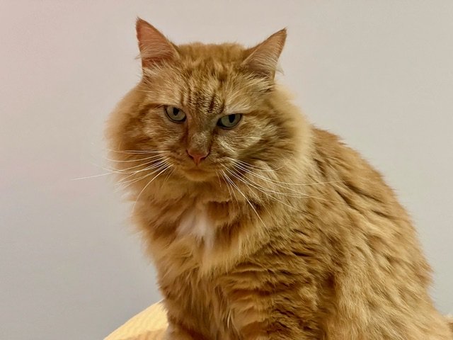 Avis de recherche - Chat roux perdu Rue des Prés