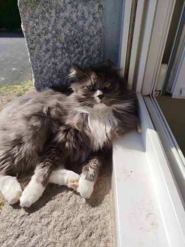 Chat perdu : Chipie