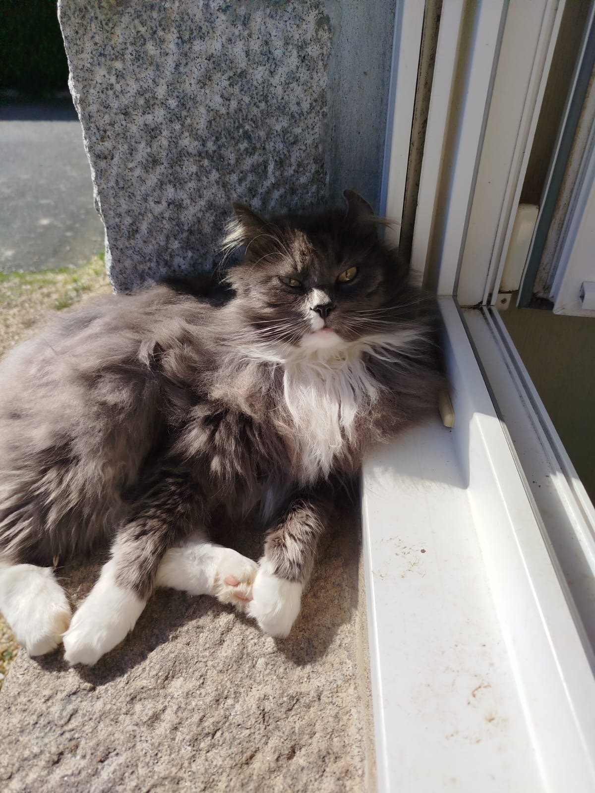 Chat perdu : Chipie