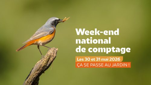 📆 30 et 31 mai : week-end national de comptage des oiseaux de jardins