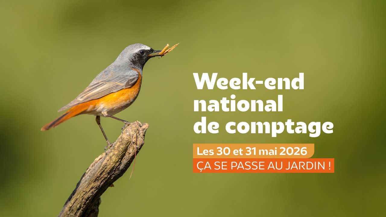 📆 30 et 31 mai : week-end national de comptage des oiseaux de jardins