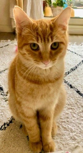 Chat perdu : il s’appelle Miel