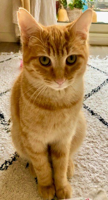 Chat perdu : il s’appelle Miel