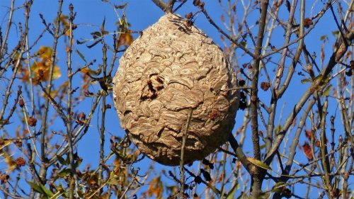 🐝 Piégeage de printemps des frelons asiatiques : pensez communiquer vos résultats !