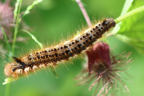 ⚠️ Vigilance – Chenilles processionnaires du chêne