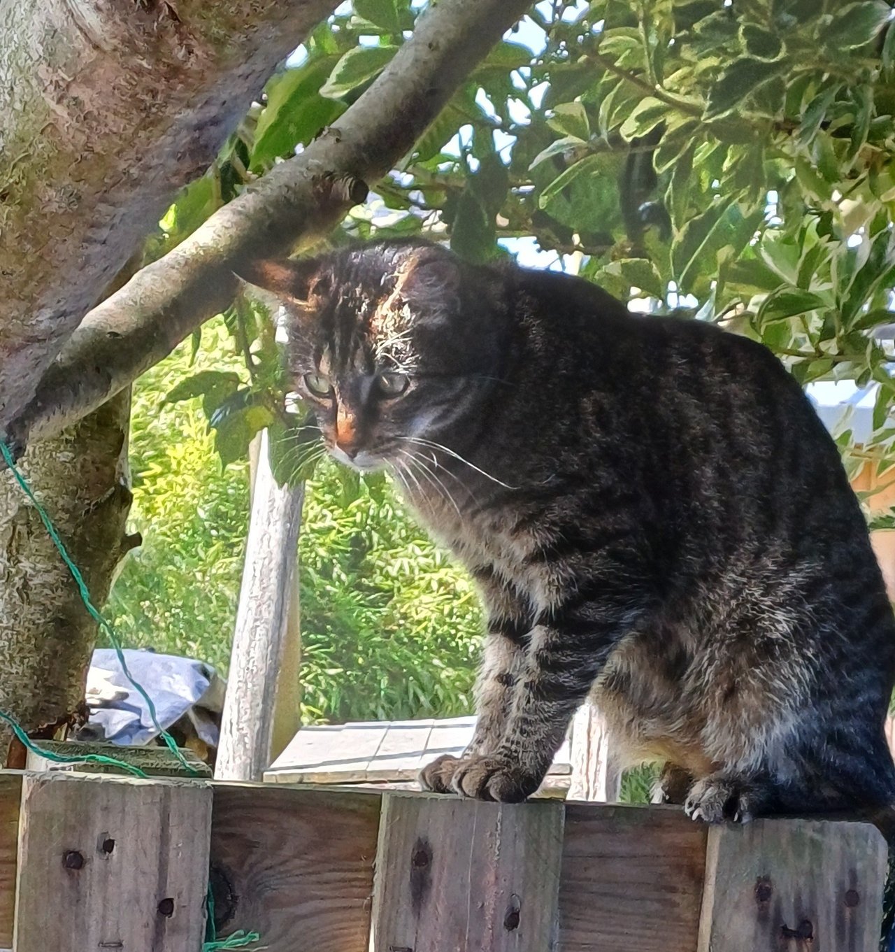 🐱 Chat disparu – appel à témoins