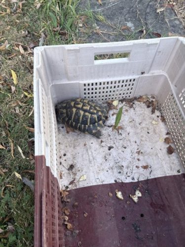 🐢 Tortue trouvée rue du Moulin