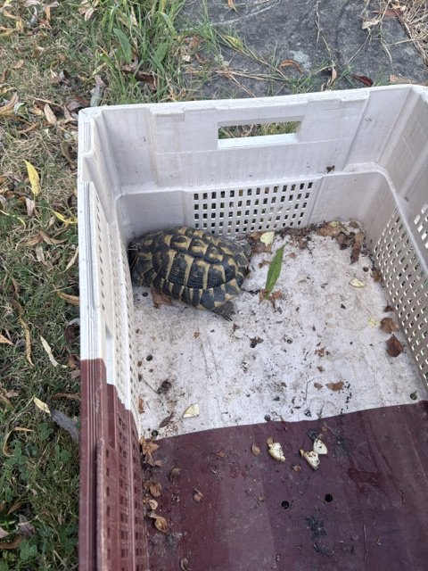🐢 Tortue trouvée rue du Moulin