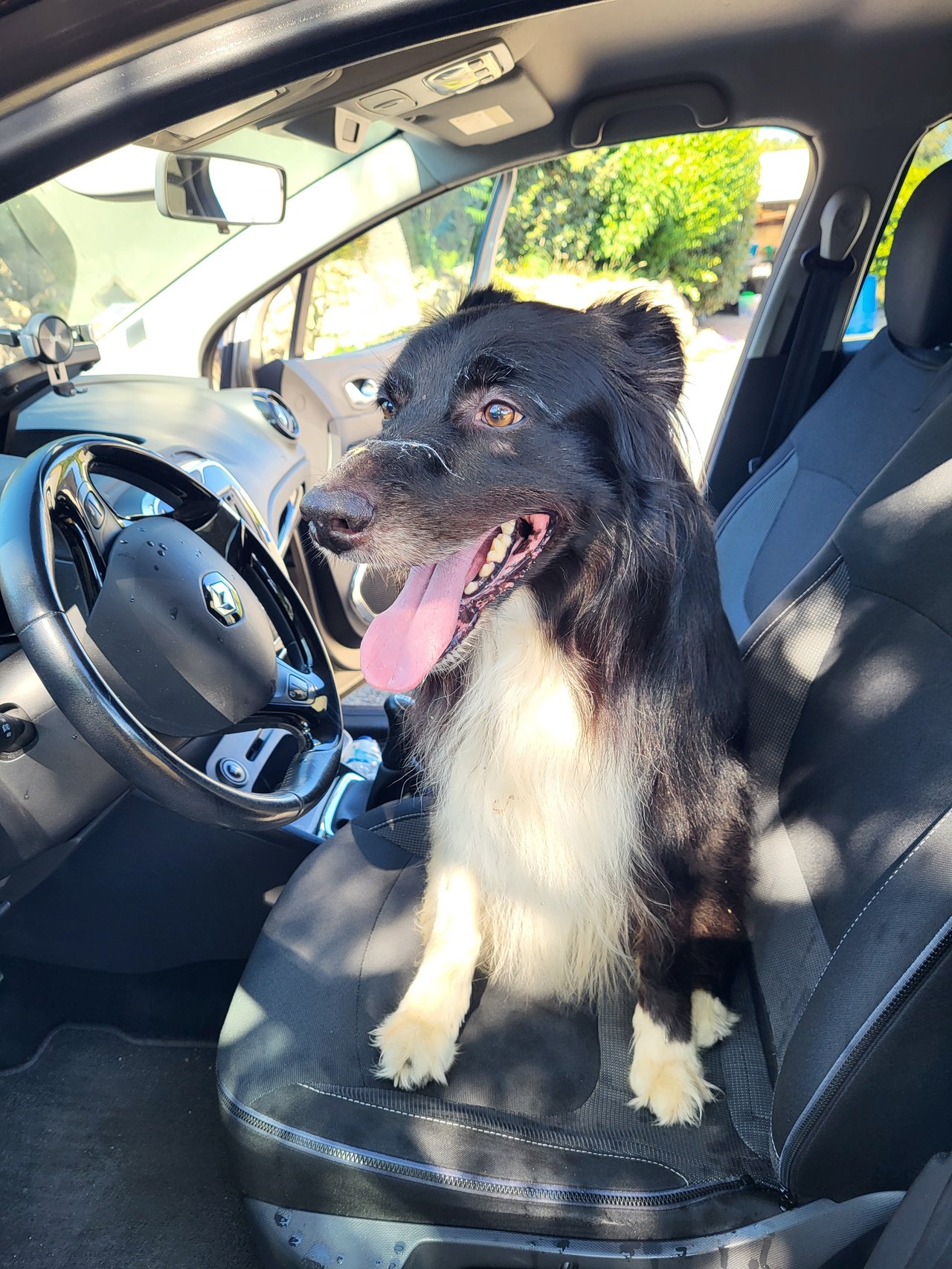 🐕 Chien trouvé – secteur rue du Pont Salaün
