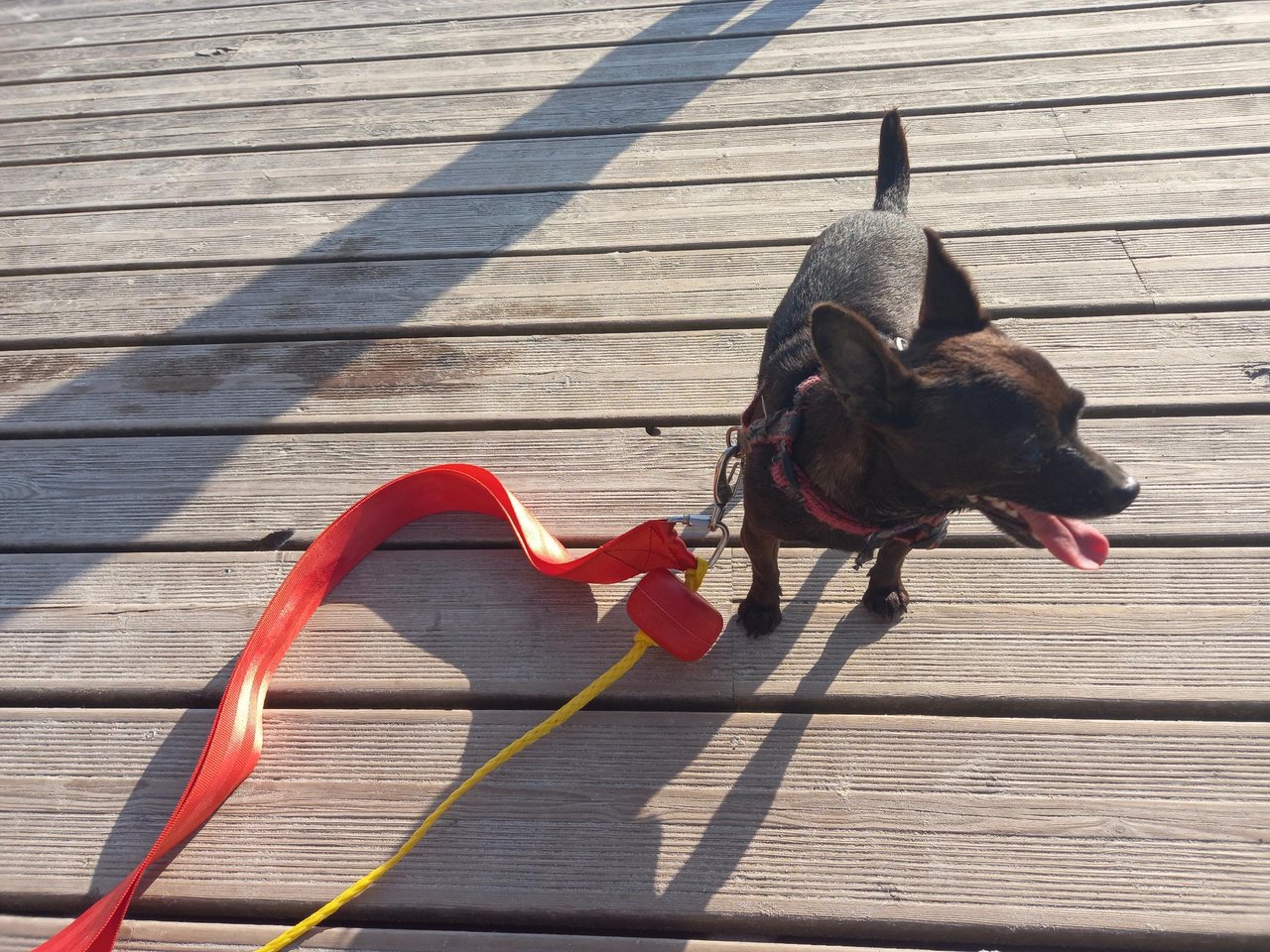 🐶 Chien retrouvé à Trestel