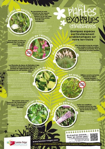 🌿 Plantes invasives : chacun peut agir dans son jardin