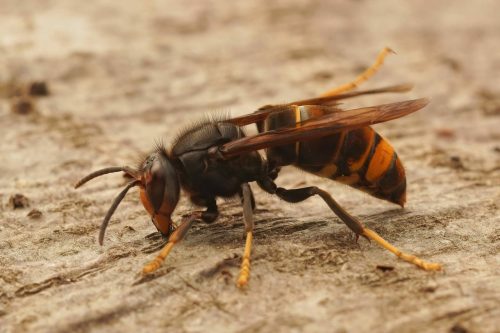 Frelon asiatique : bilan du piégeage de printemps et lancement de la campagne d’automne