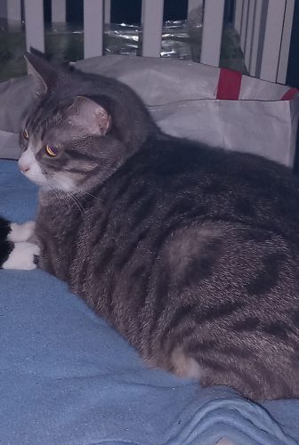 🐱 Chatte perdue – Aidez nous à retrouver Tchipie