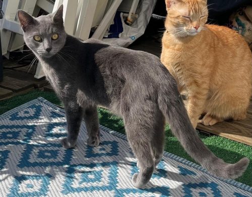 🐱 Aïko a disparu