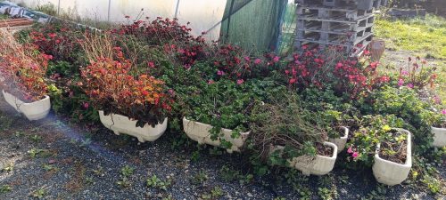 🌿 Samedi 17 octobre :  La commune organise une vente de jardinières et de plantes estivales