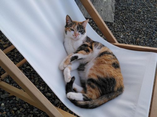 🐱 Chat perdu : Spoum